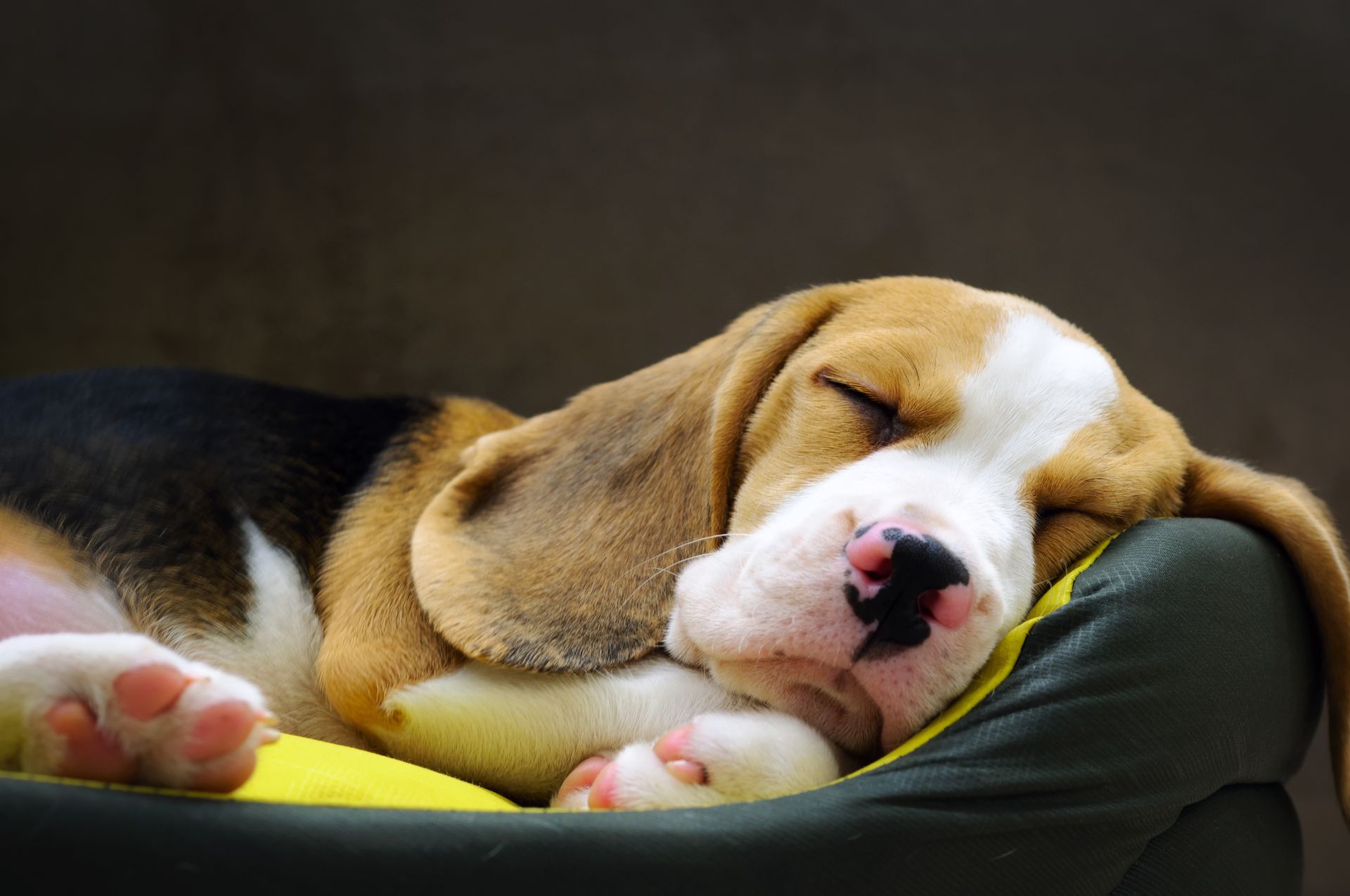 ensure your dog bed is safe