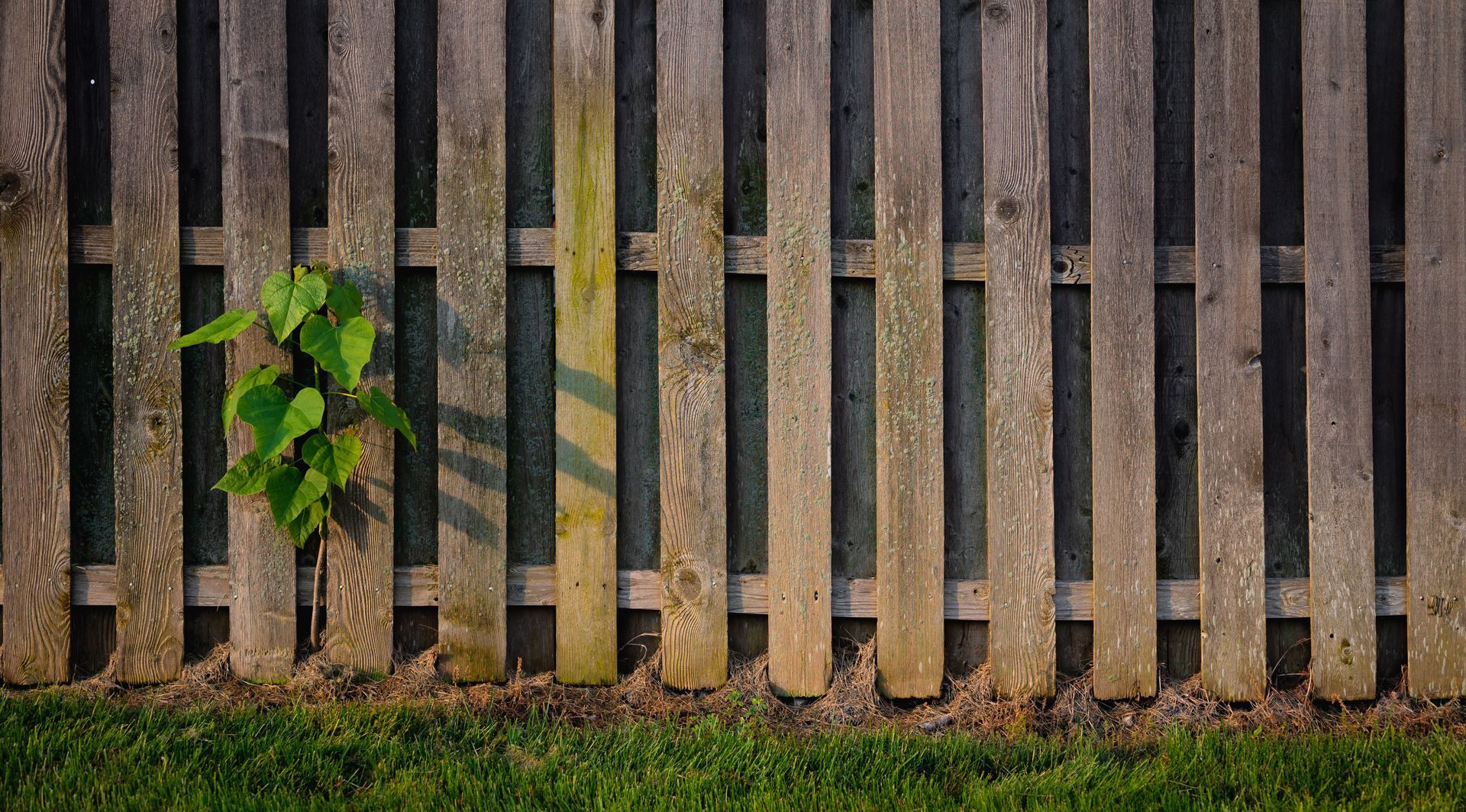 Backyard with wooden fence, green lawn, fallen leaves, and autumn trees under a blue sky