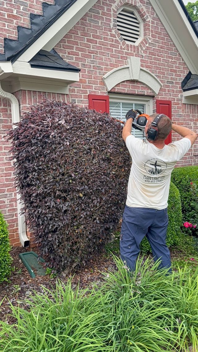 A person in a white t-shirt and blue pants uses electric hedge trimmers to trim a large, purple-leafed shrub.