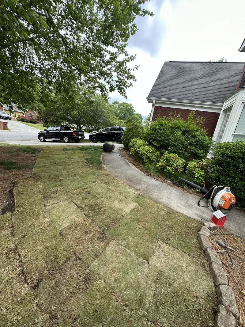 Freshly laid sod squares on a residential front lawn next to a concrete walkway and brick house.