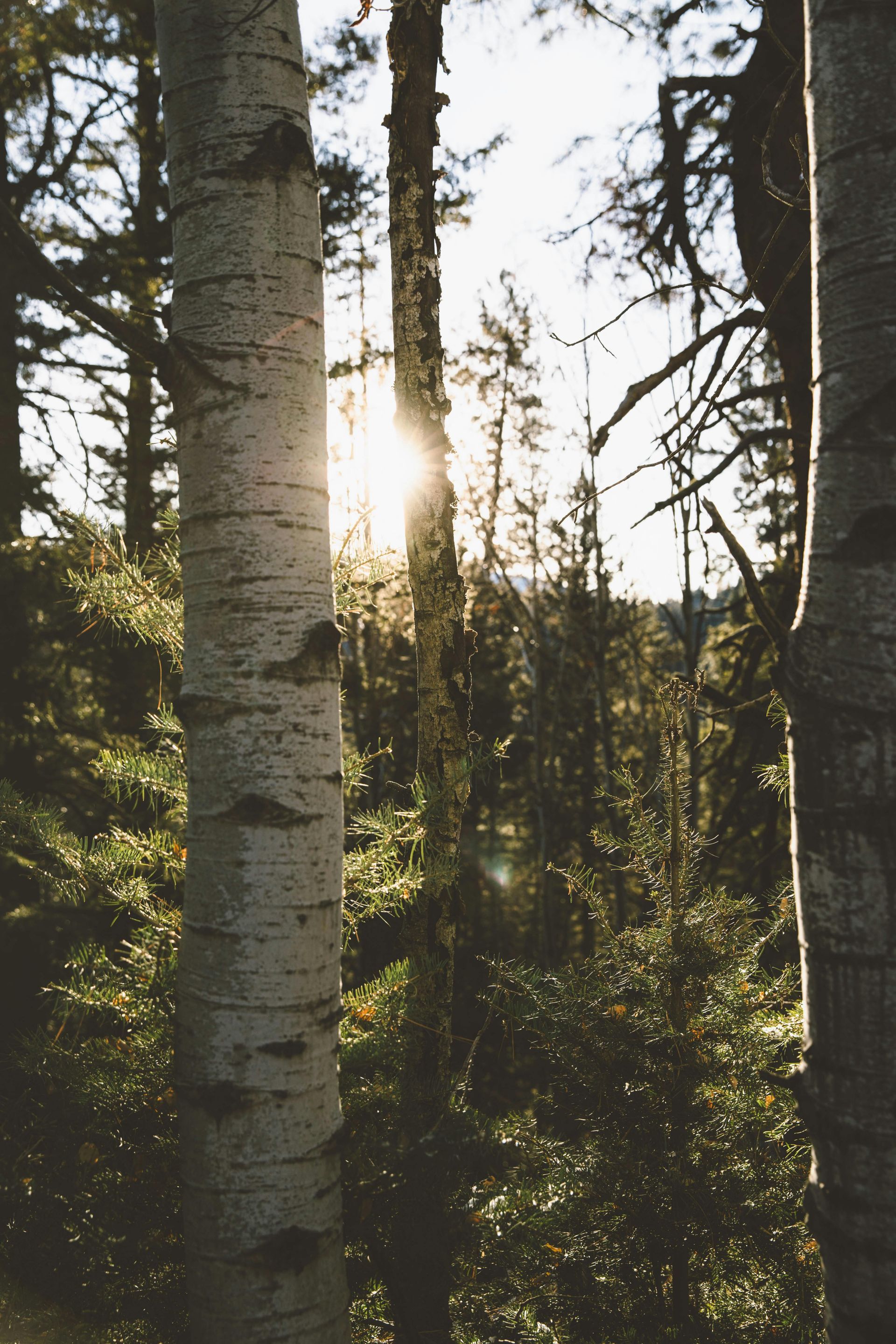 The sun is shining through the trees in the forest