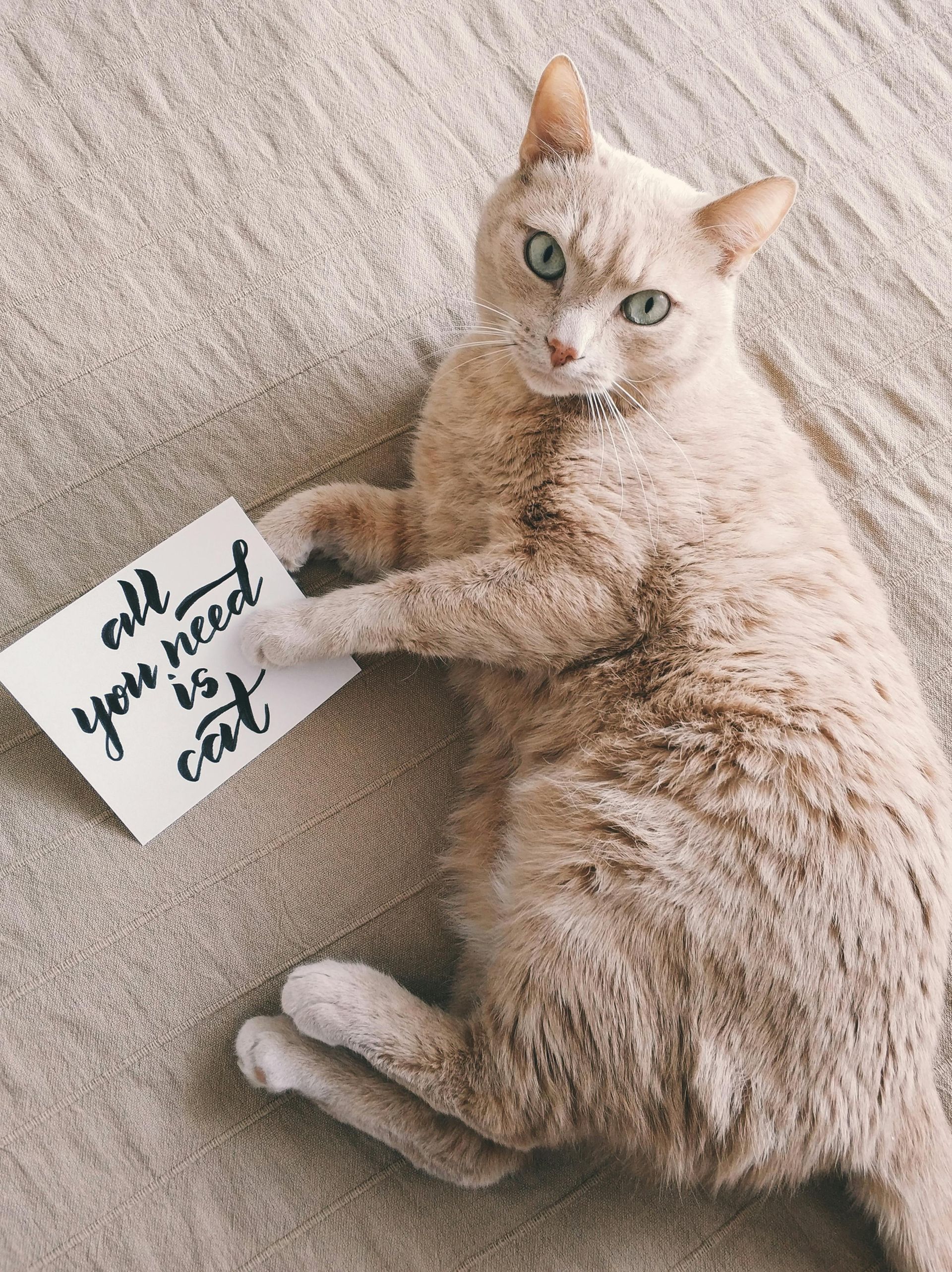 Scooper Hero Pet Waste Removal image