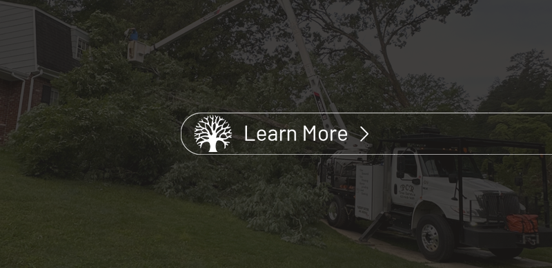 A man is cutting a tree with a chainsaw.