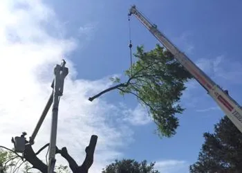 A crane is lifting a tree branch into the air.