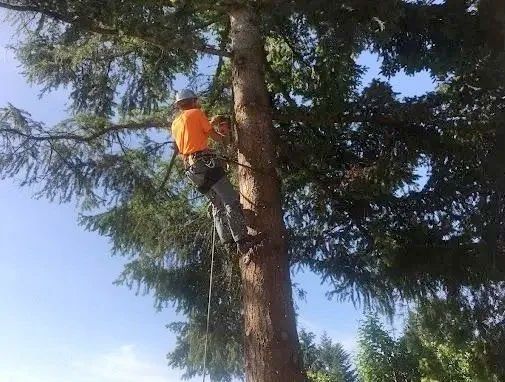 Arborist in orange shirt, secured to a tree with ropes, trimming branches against a blue sky.
