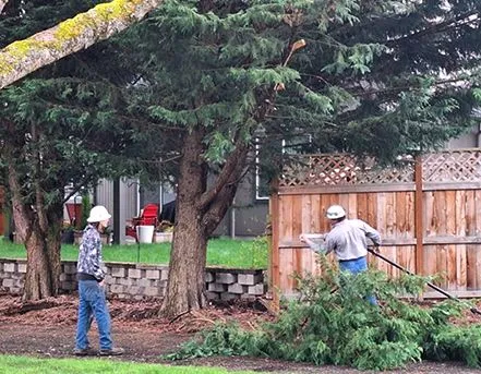 Two people pruning trees near a fence, one raking debris. Green trees, brown fence, gray sky.