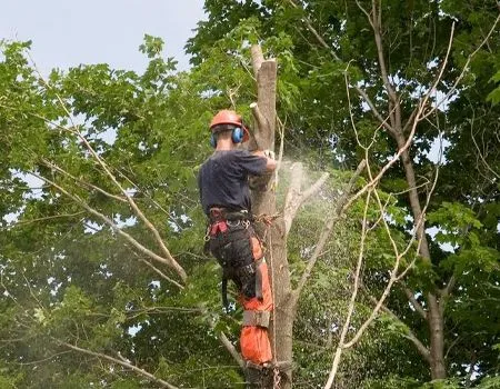 Arborist using chainsaw to cut a tree limb, wearing safety gear, in a tree with green leaves.