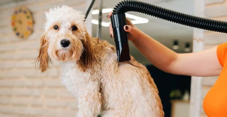 Dog being groomed, dried with a professional dryer.