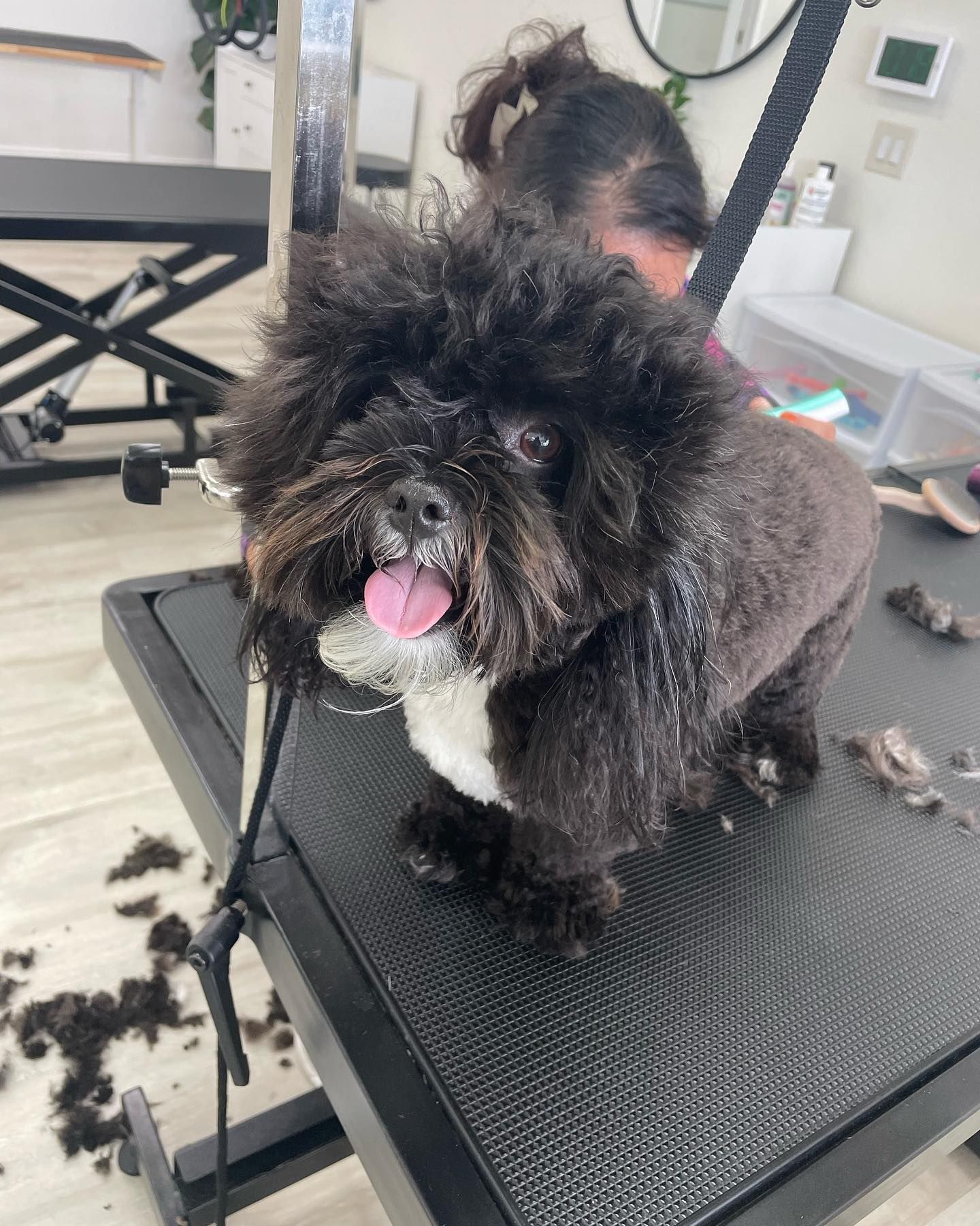 Black dog on grooming table, partially shaved. Tongue out, happy expression. Indoor setting.