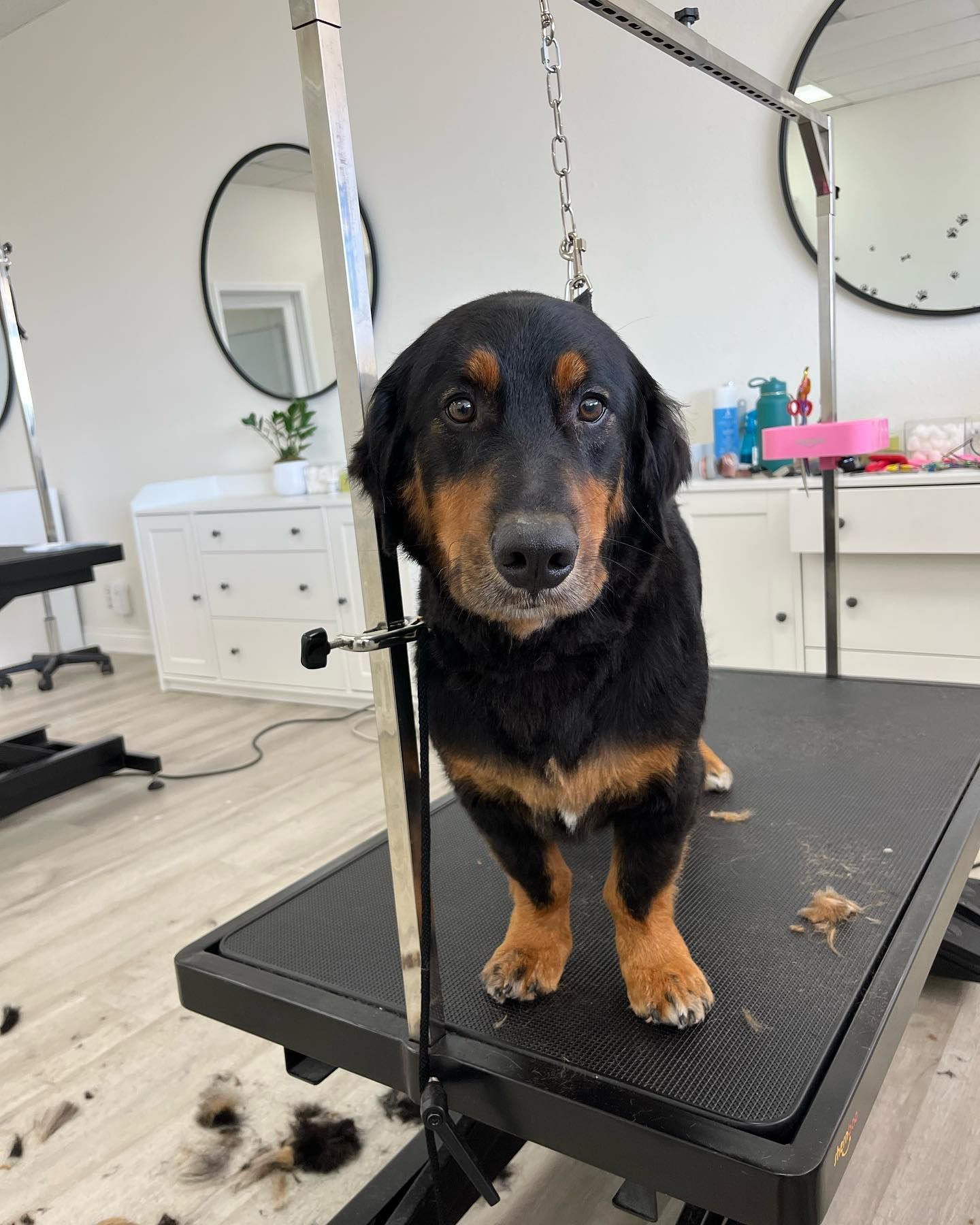 Black and tan dog on a grooming table, looking at the camera. Grooming salon setting.