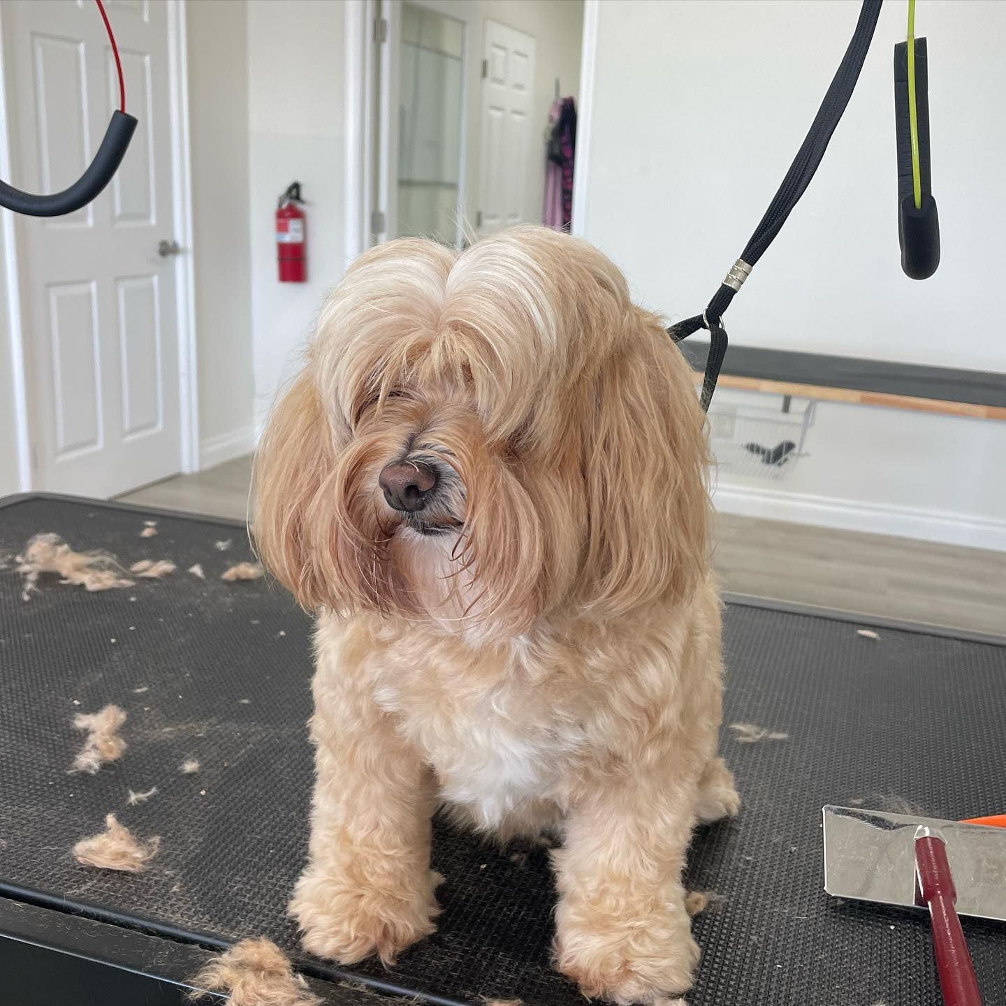 Dog sitting on a grooming table with a stylish haircut, light brown fur.