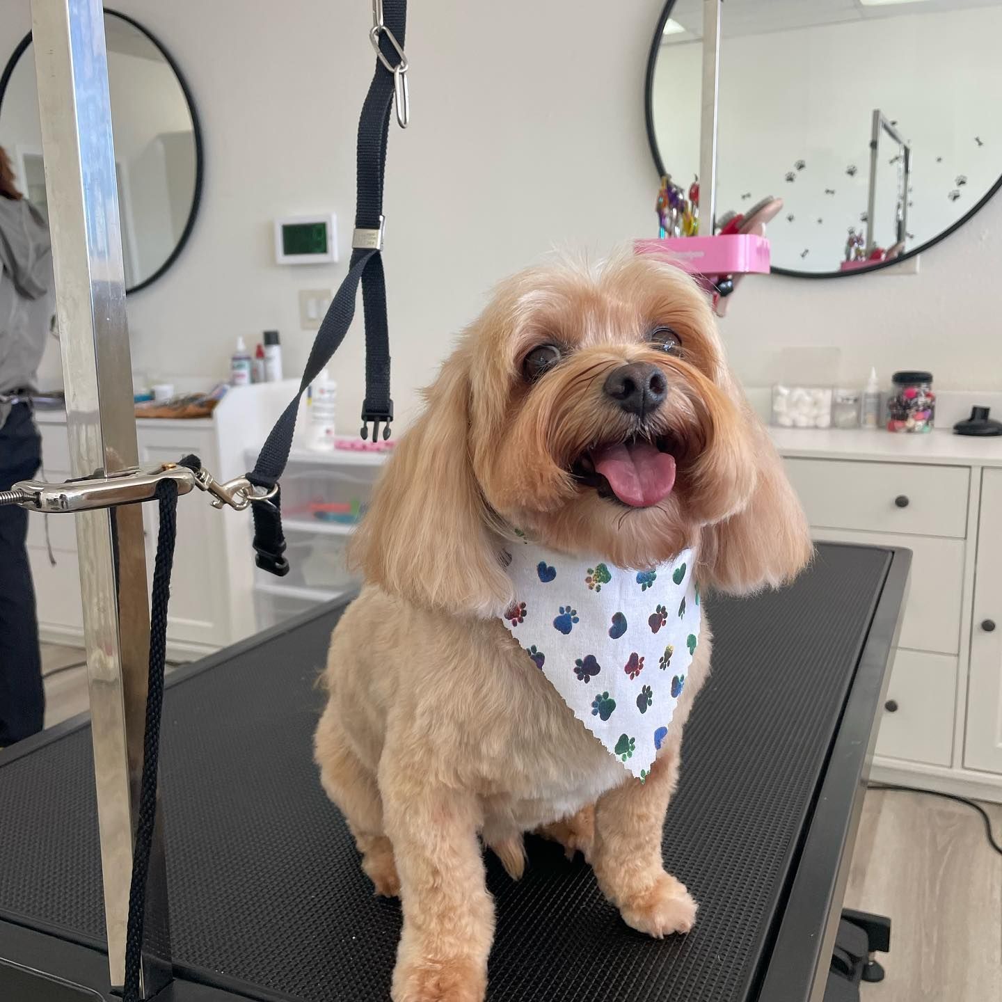 Smiling, groomed tan dog wearing a bandana at a grooming salon.