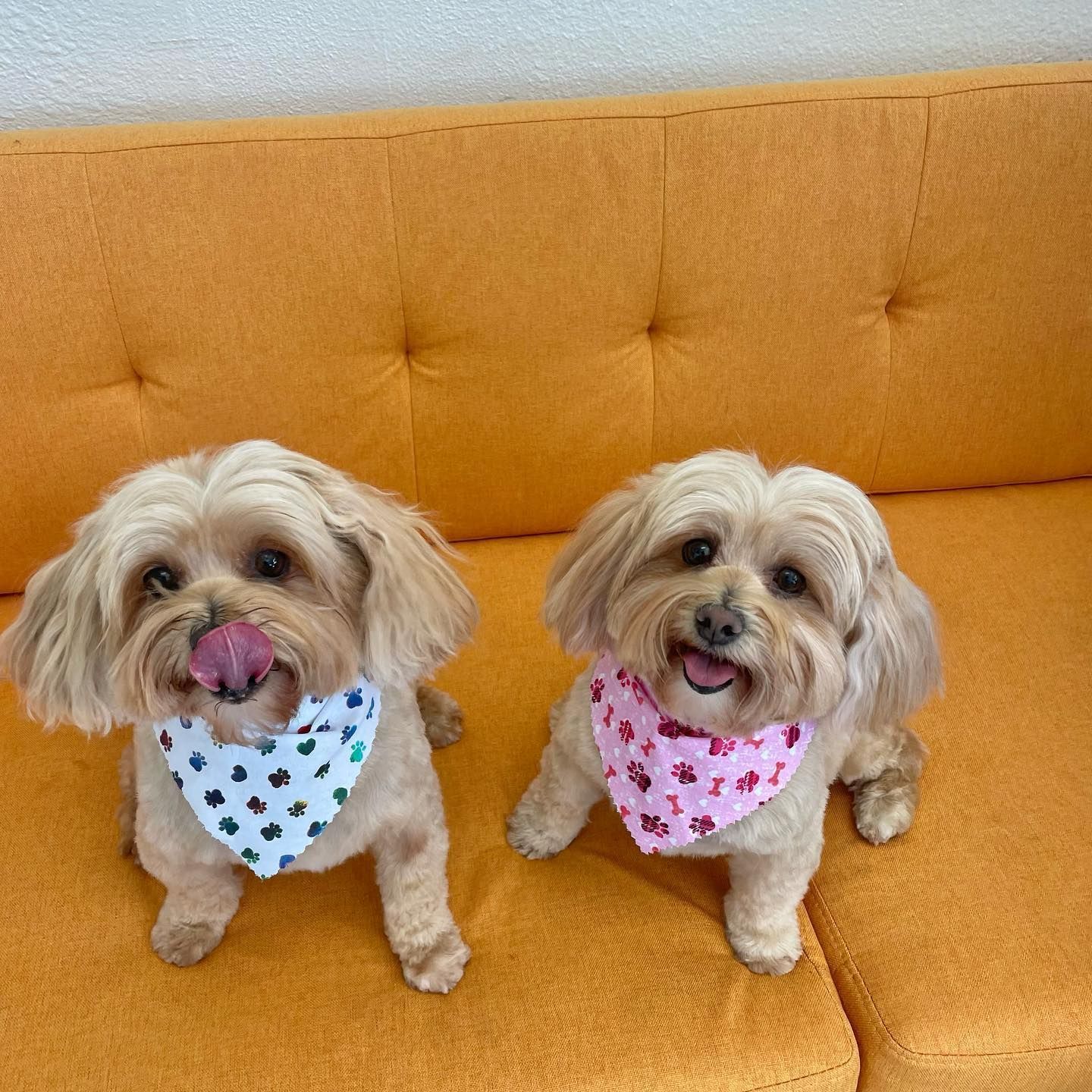 Two small dogs on an orange couch wearing bandanas. One licks its nose, the other smiles.