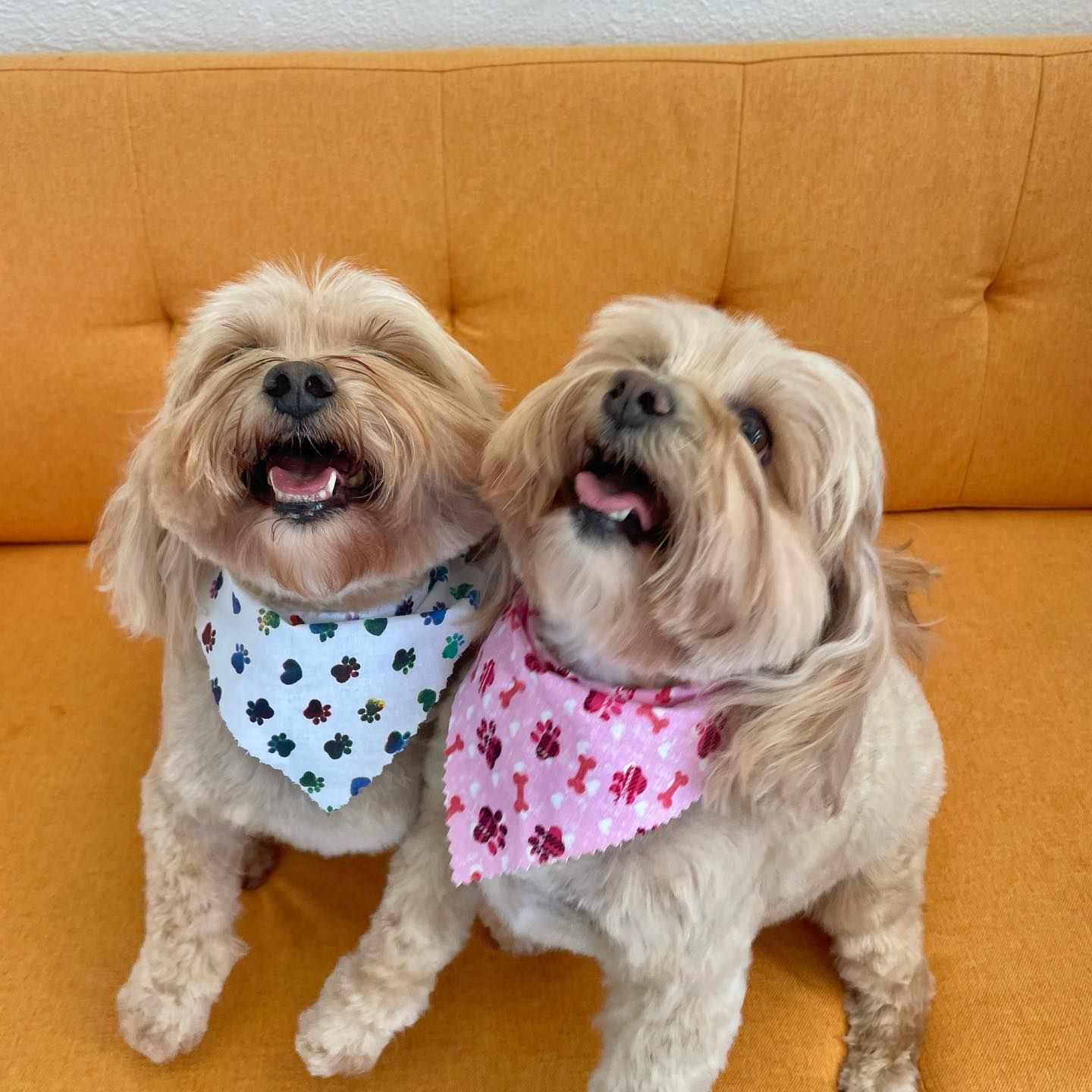 Two fluffy dogs wearing bandanas, one blue and one pink, smiling on an orange couch.