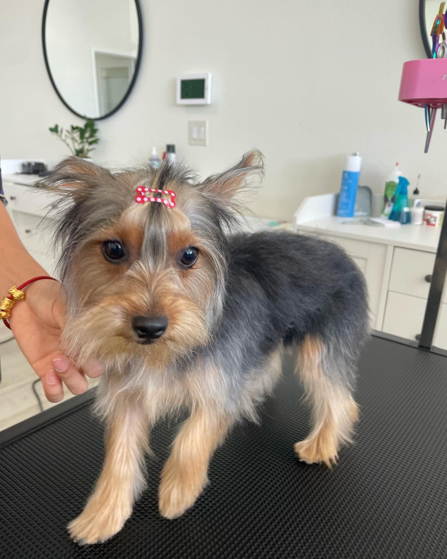 Yorkshire Terrier with a red bow, standing on a grooming table, inside.