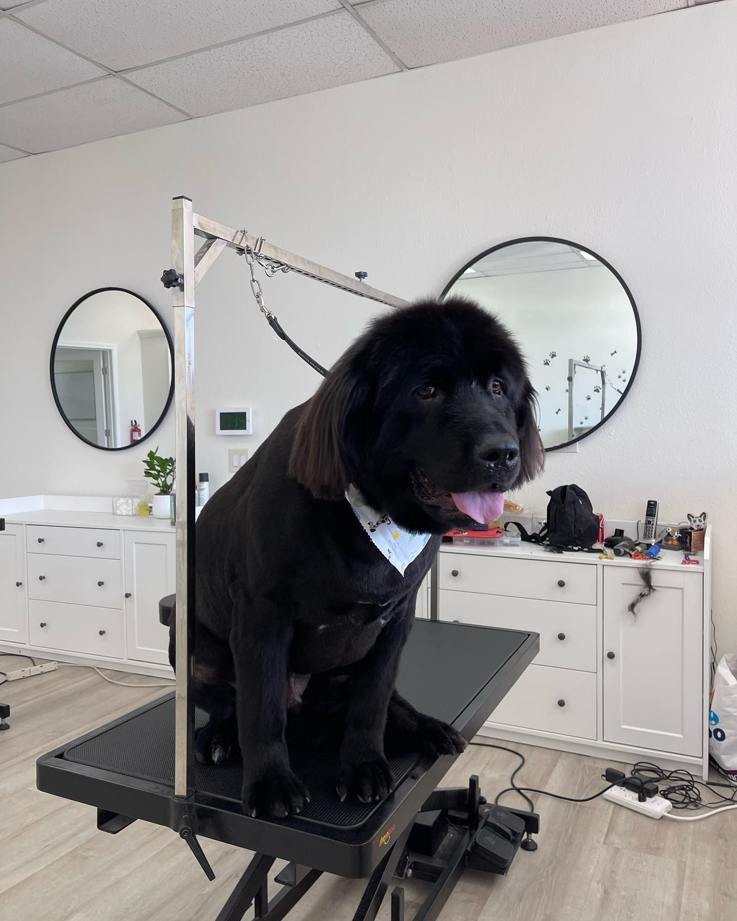 Black dog with a haircut sits on a grooming table, tongue out, in a bright grooming shop.