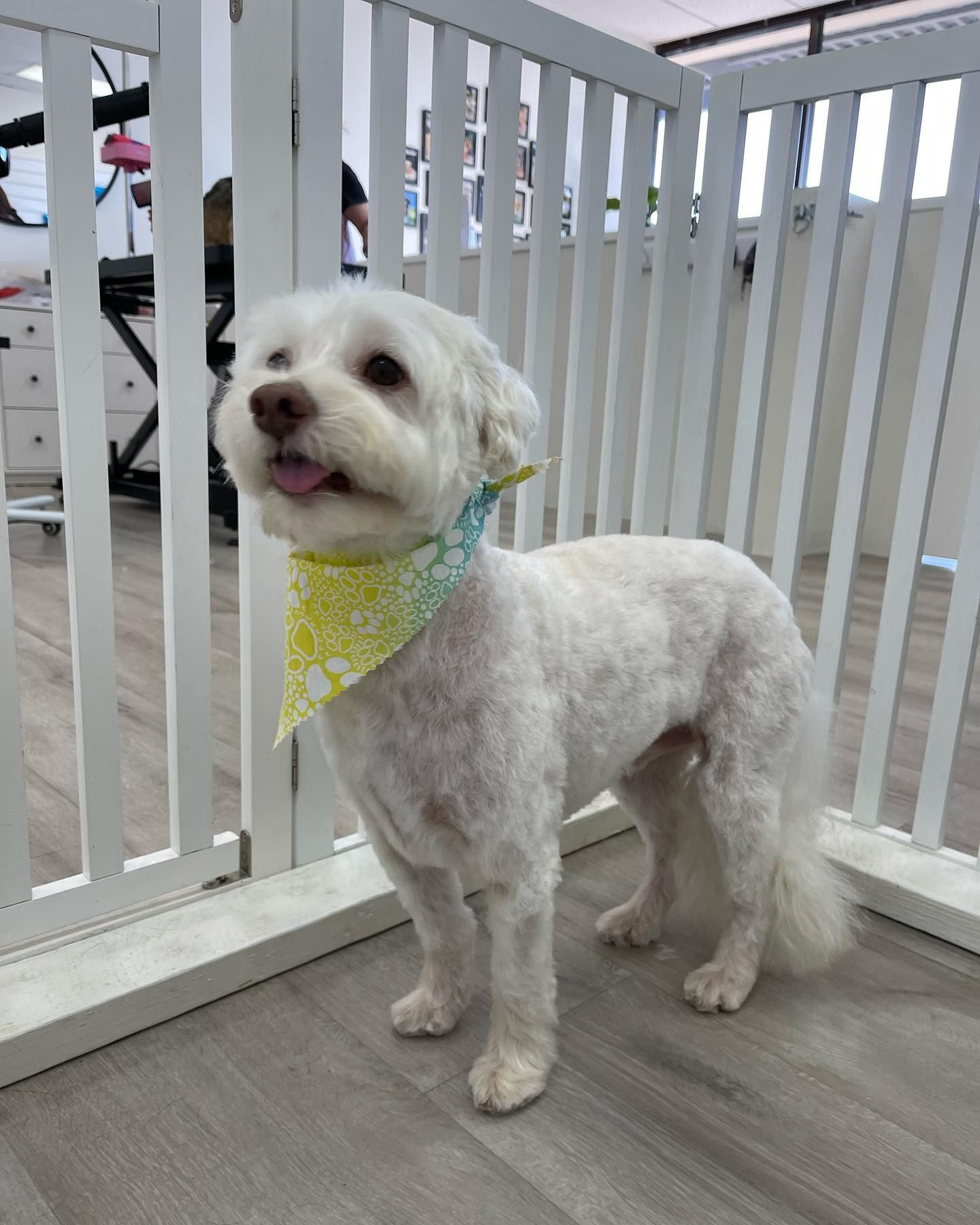 White fluffy dog with yellow bandana standing in a white-fenced room, tongue out.