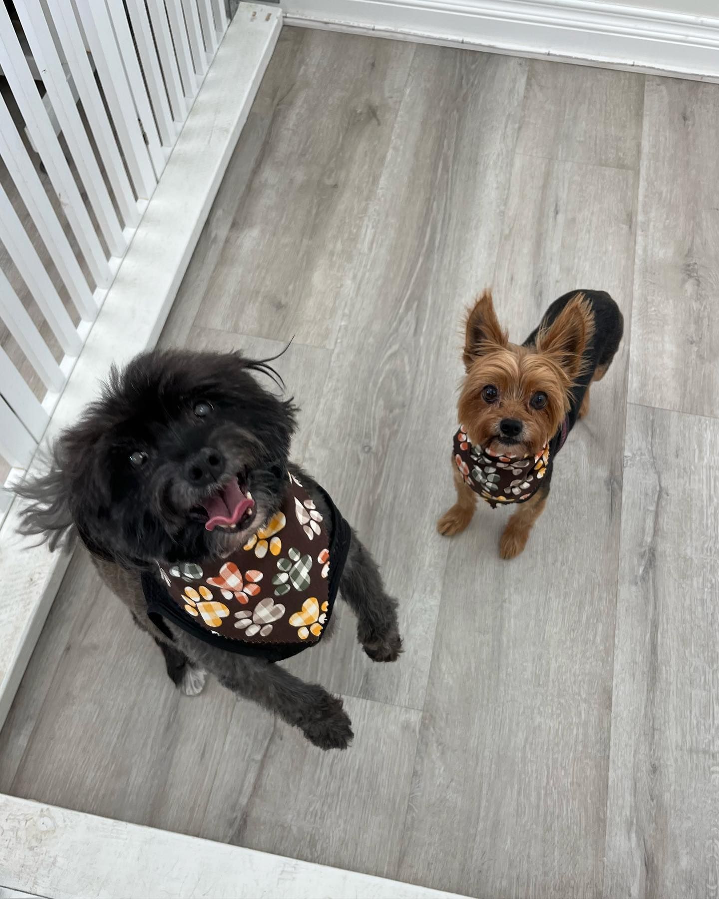 Two dogs with floral bandanas on wood floor, one black and one tan, looking up.