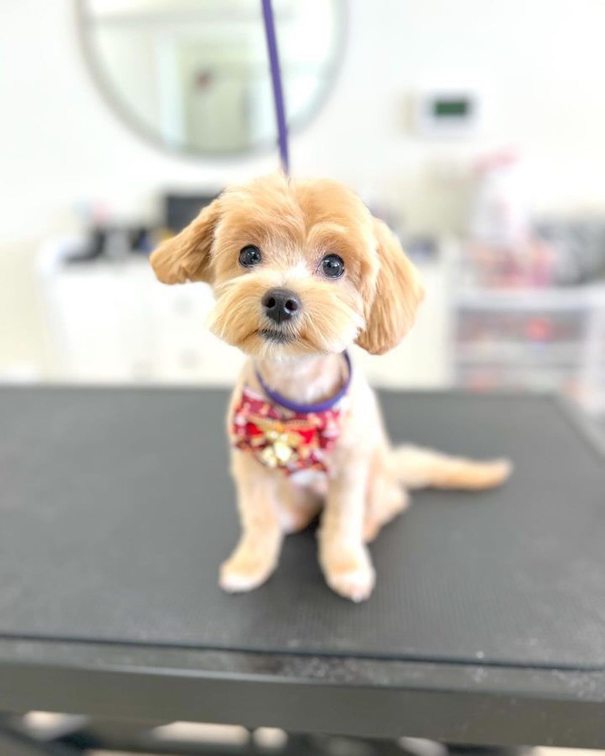 Tan dog with a fresh haircut, wearing a festive collar, sitting on a table, looking at the camera.