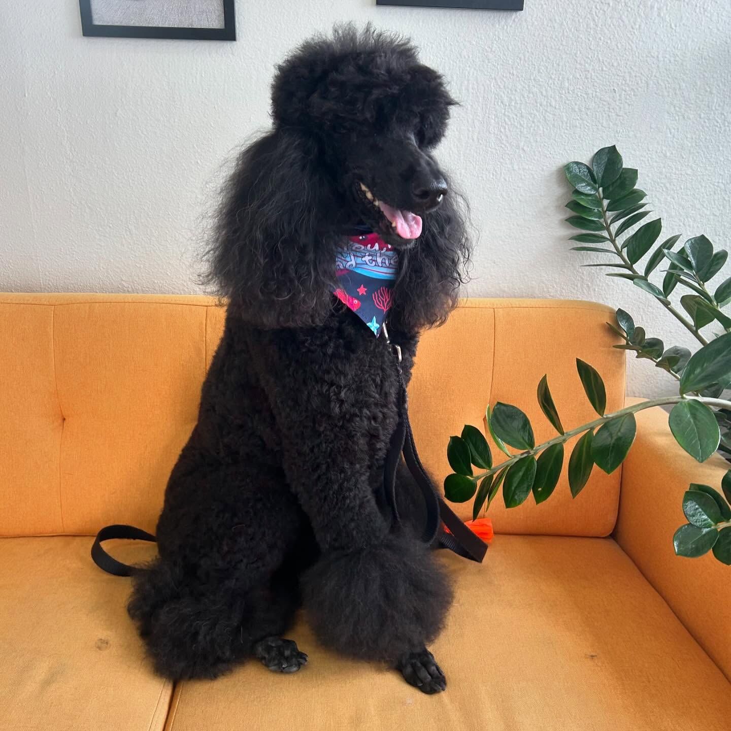 Black poodle sitting on an orange couch wearing a bandana, next to a plant.