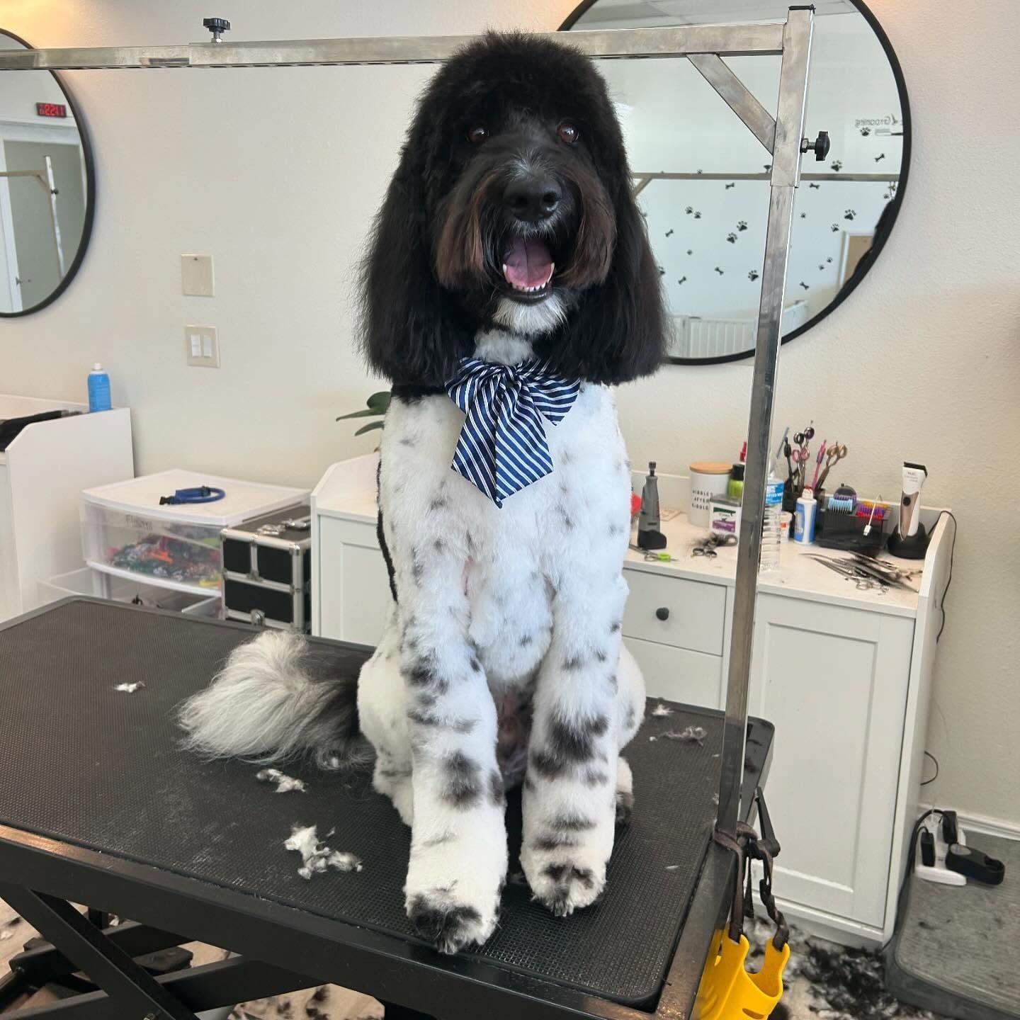 Black and white spotted dog sits on grooming table, wearing bow tie and smiling.