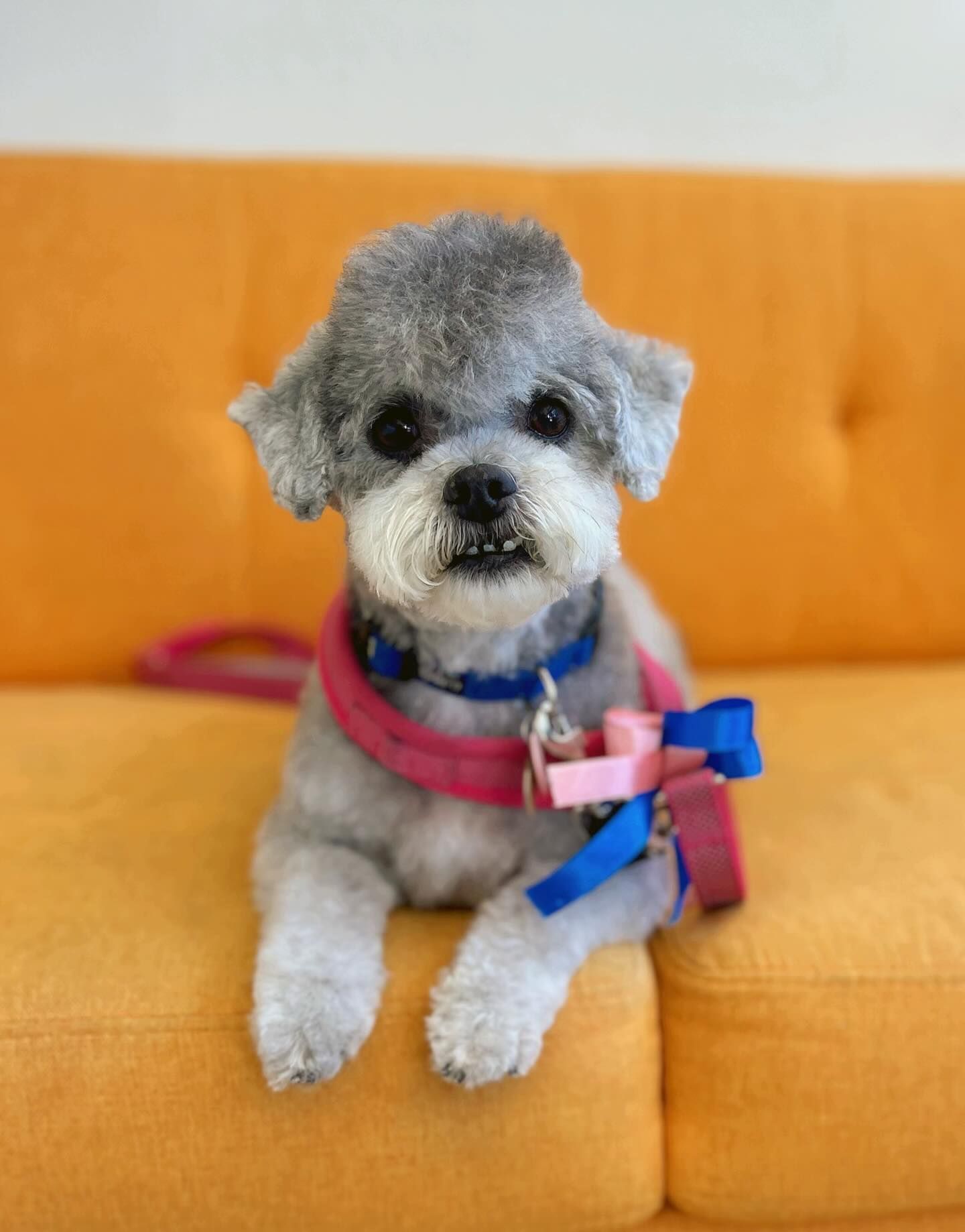 Gray-haired poodle with blue collar, pink leash, and bow sits on an orange couch, looking at the viewer.