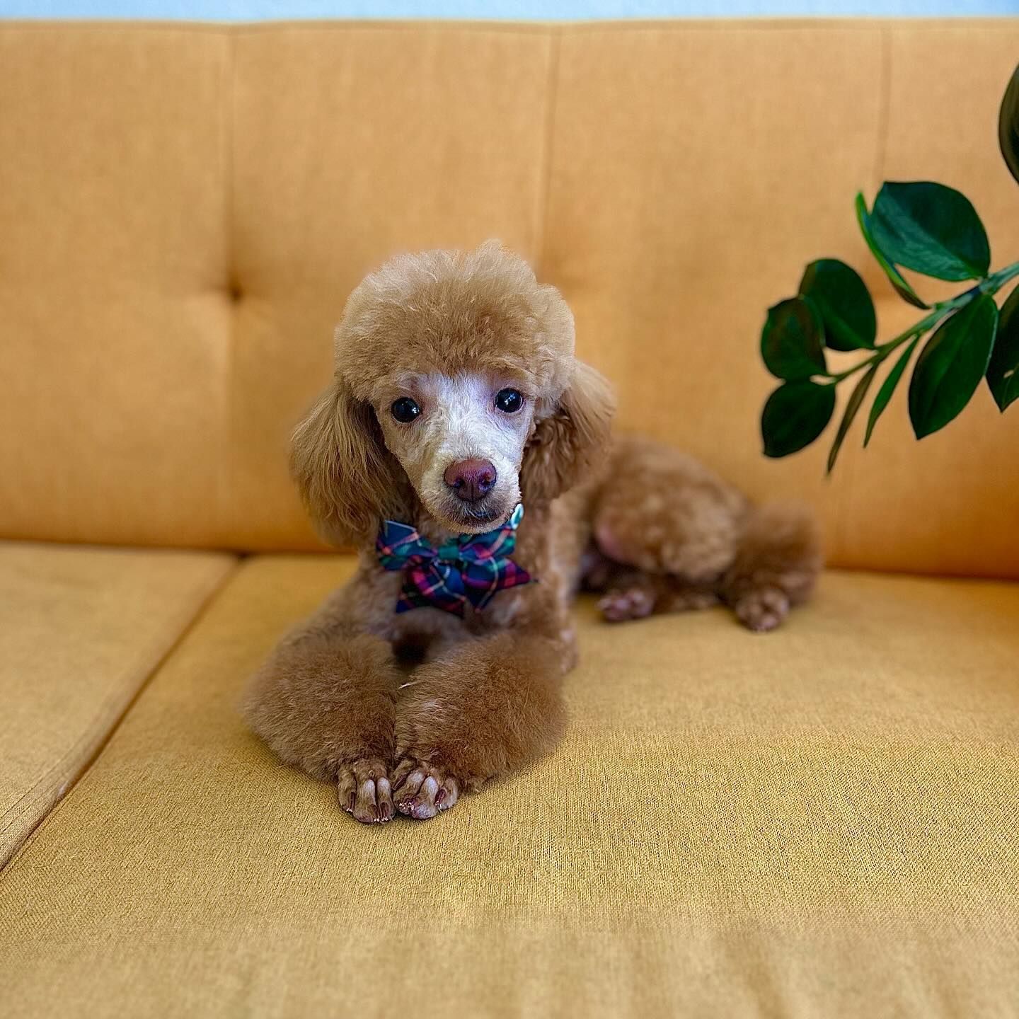 Brown poodle wearing a bow tie, resting on a yellow couch, with a plant in the background.