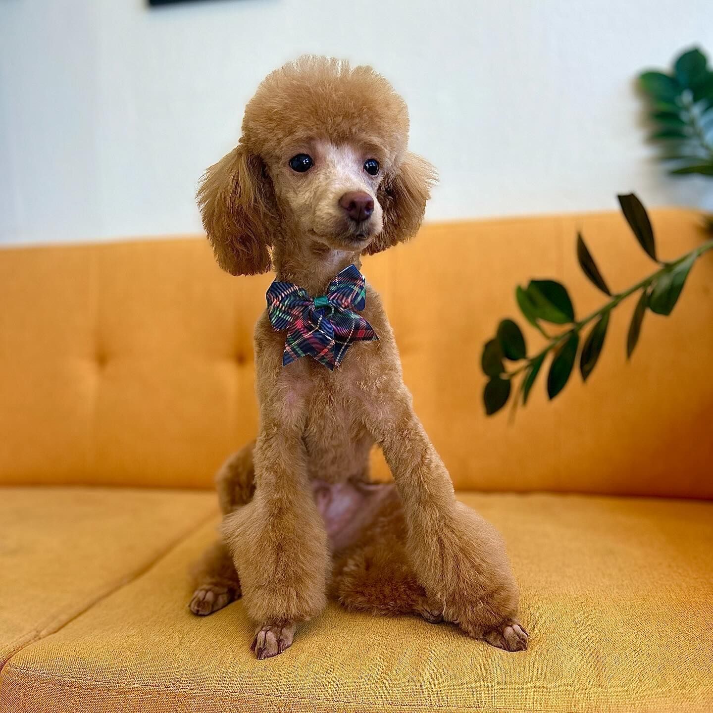 Brown poodle with a bow tie, sitting on an orange couch, looking towards the camera.