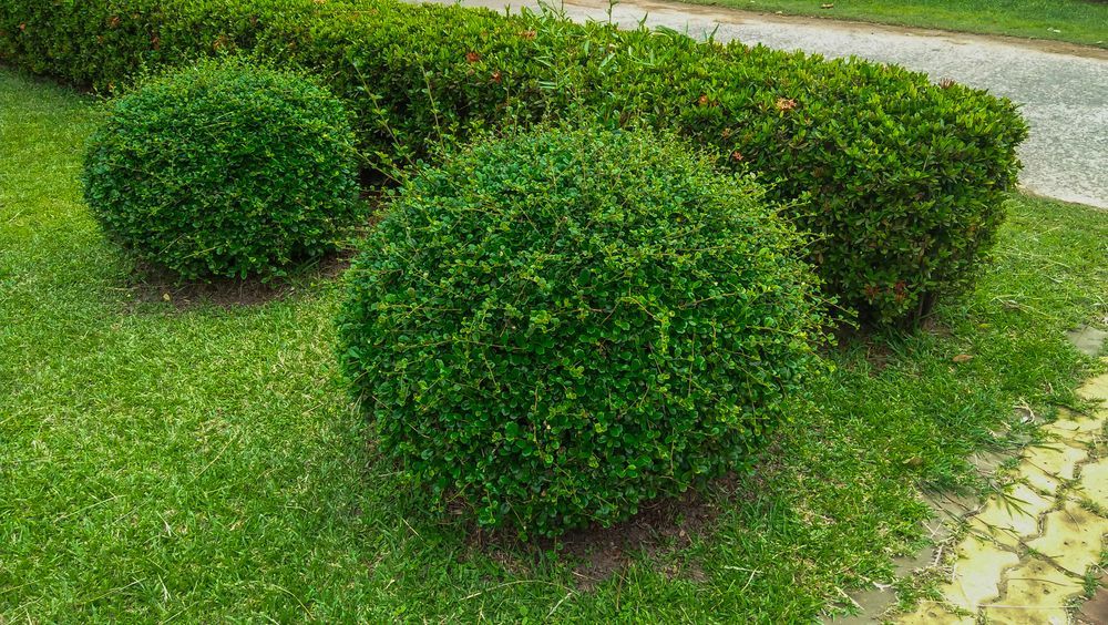 Green Manicured Bushes in a Garden With a Grassy Lawn — Taree Lawn and Garden In Hallidays Point, NSW