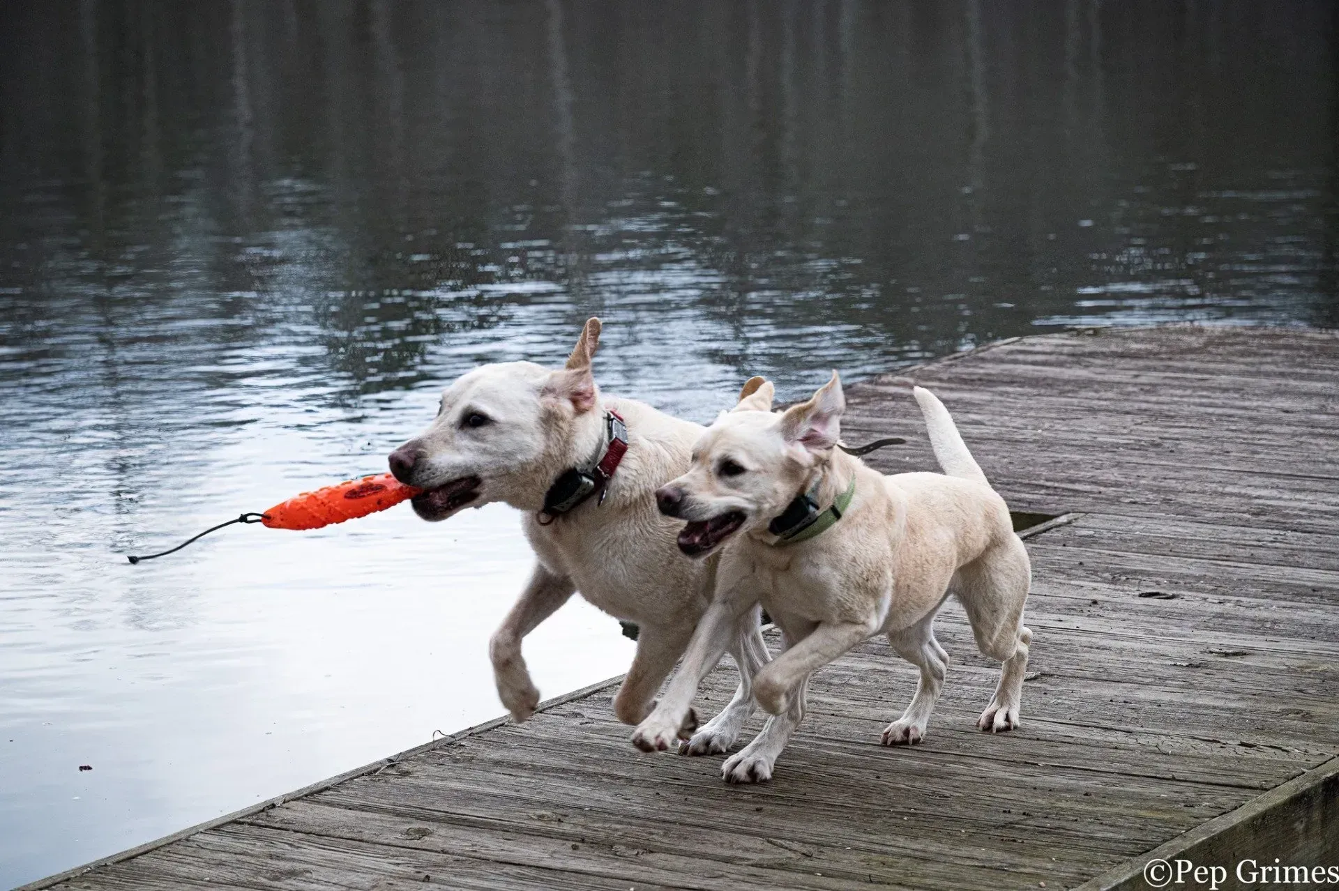 Two dogs are running on a dock with a toy in their mouths.