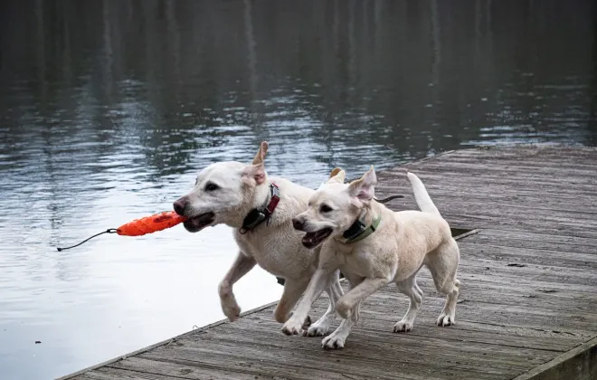 Two dogs are running on a dock with a toy in their mouths.