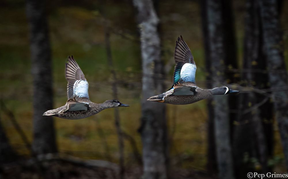 Two ducks are flying in the air over a forest.