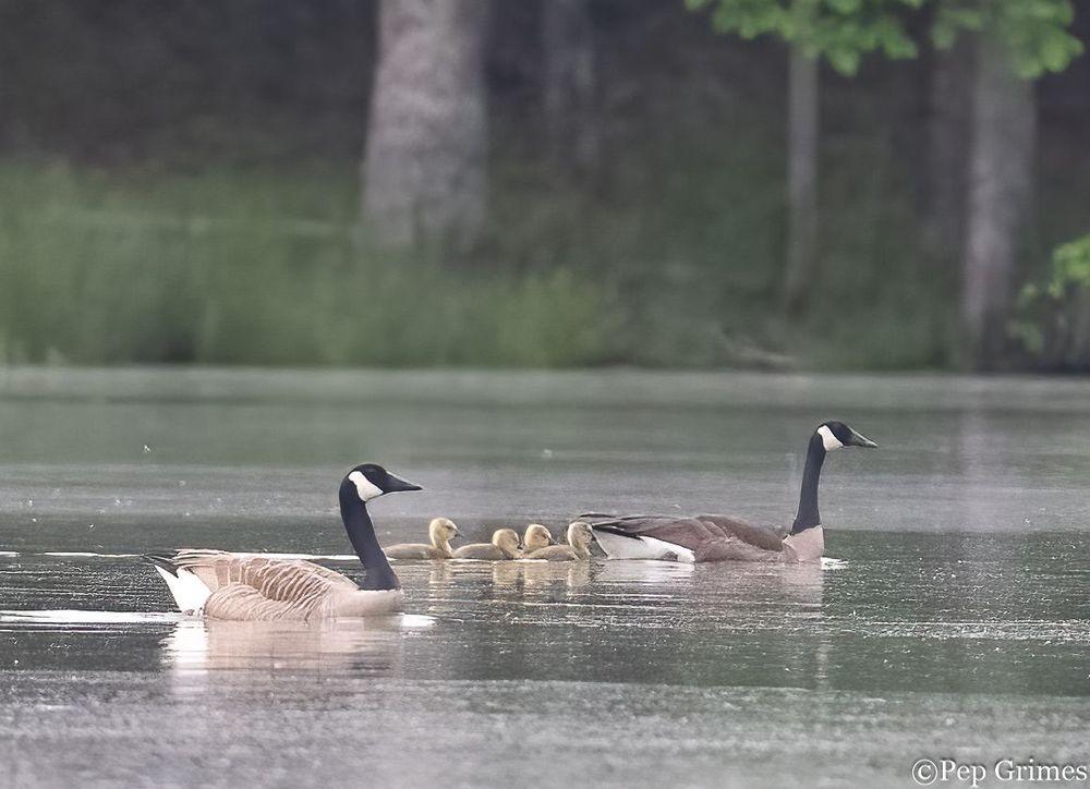 A family of geese are swimming in a lake