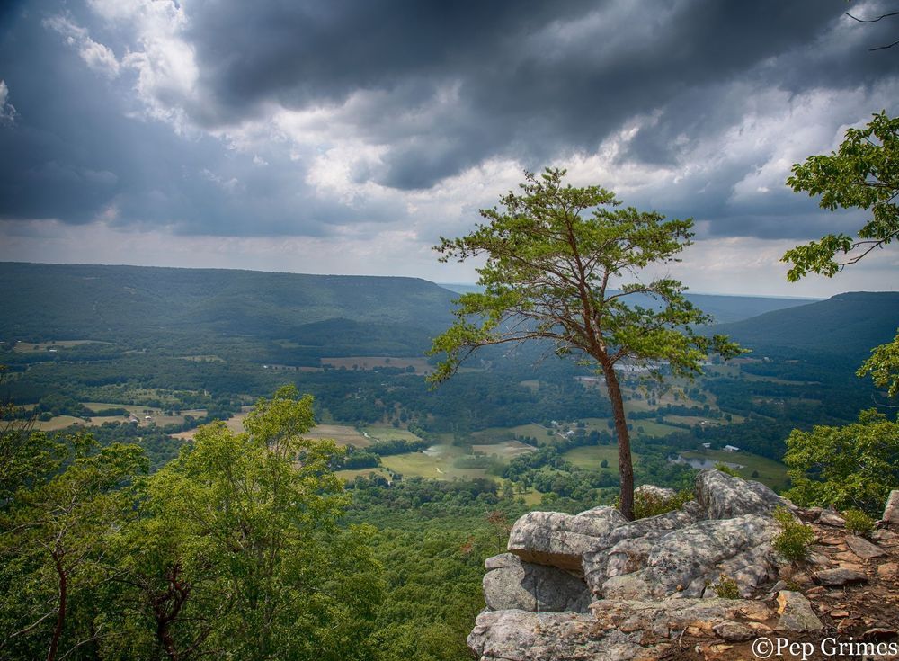 A tree is growing on a rocky cliff overlooking a valley.