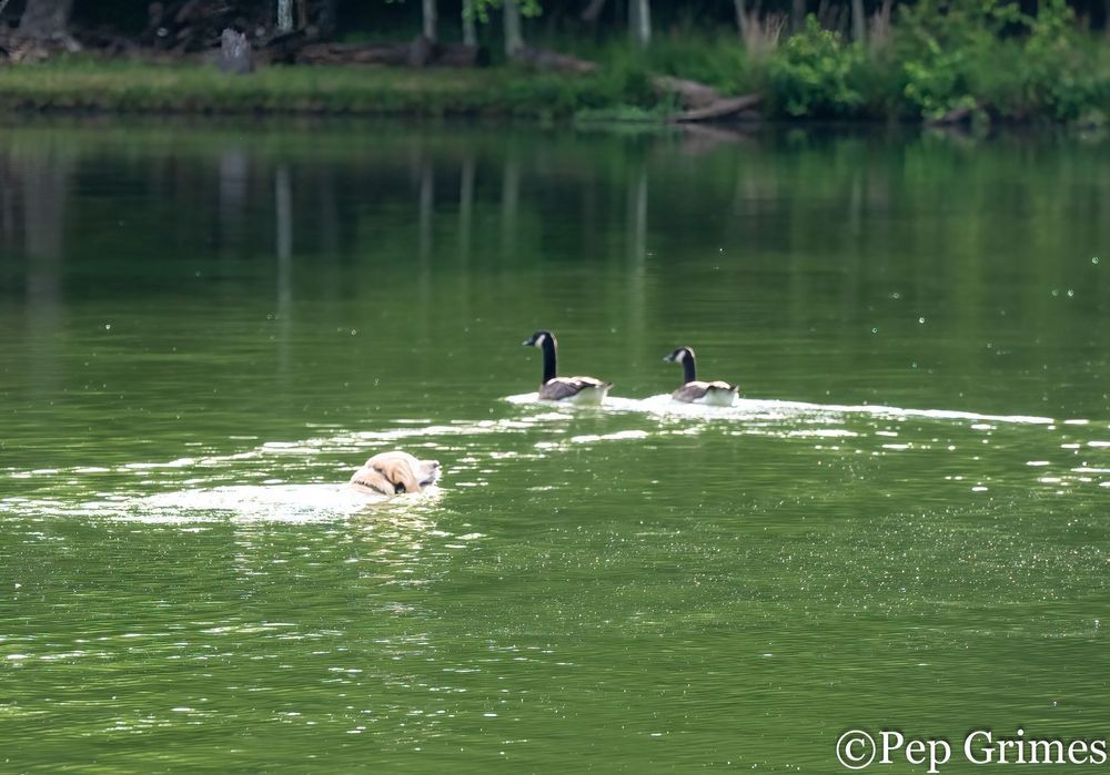 Two ducks are swimming in a lake with trees in the background.