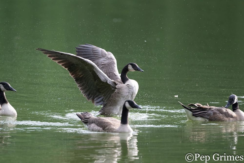 A group of geese are swimming in a lake.