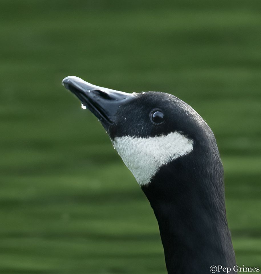 A close up of a goose 's head with a drop of water on its beak