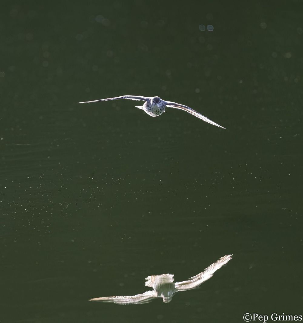 Two seagulls are flying over a body of water