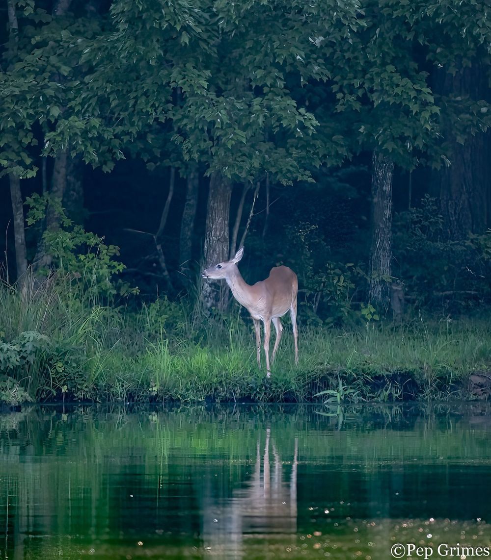 A deer is standing next to a body of water in the woods.