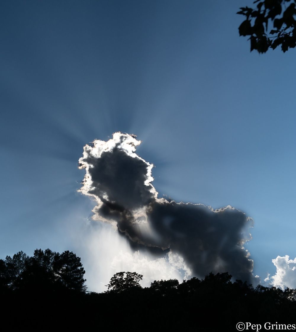 A picture of a cloud that looks like a dog