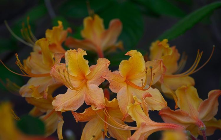 A close up of a yellow flower with a green background.