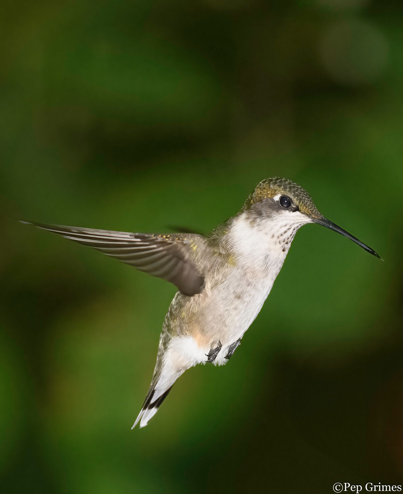 A hummingbird is flying in the air with a green background