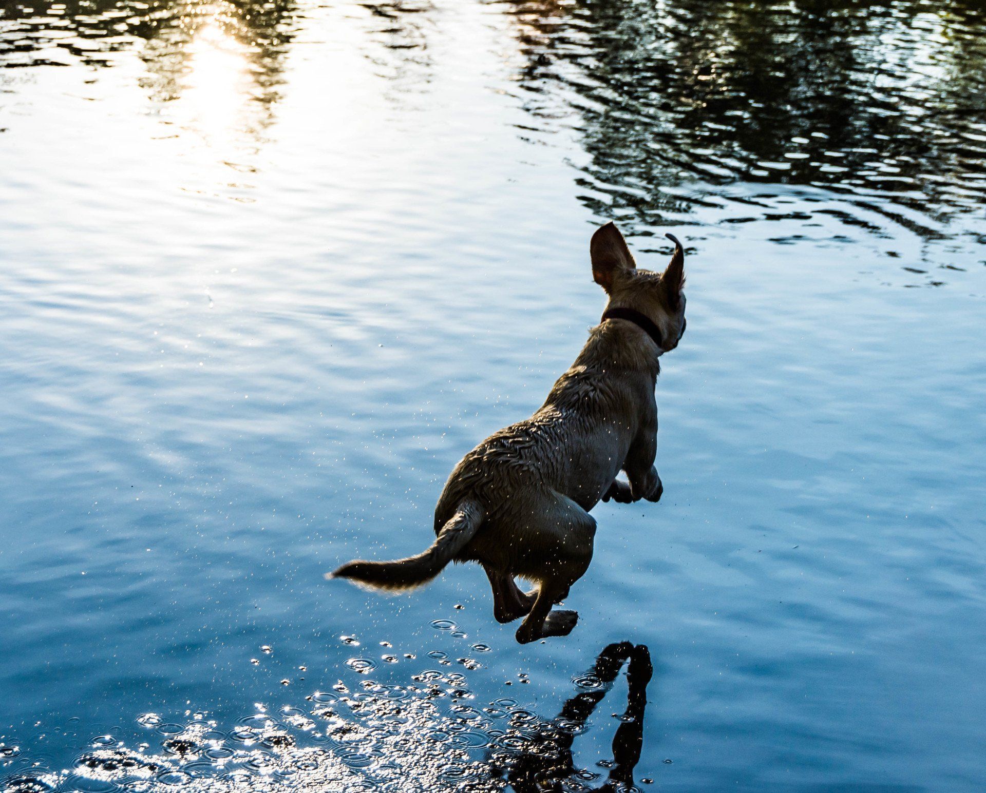 A dog is jumping into a body of water