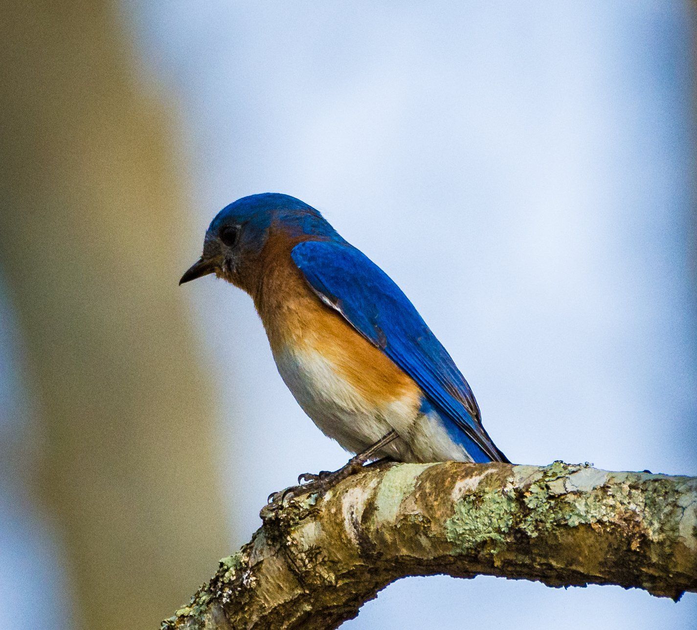 A blue and brown bird perched on a tree branch