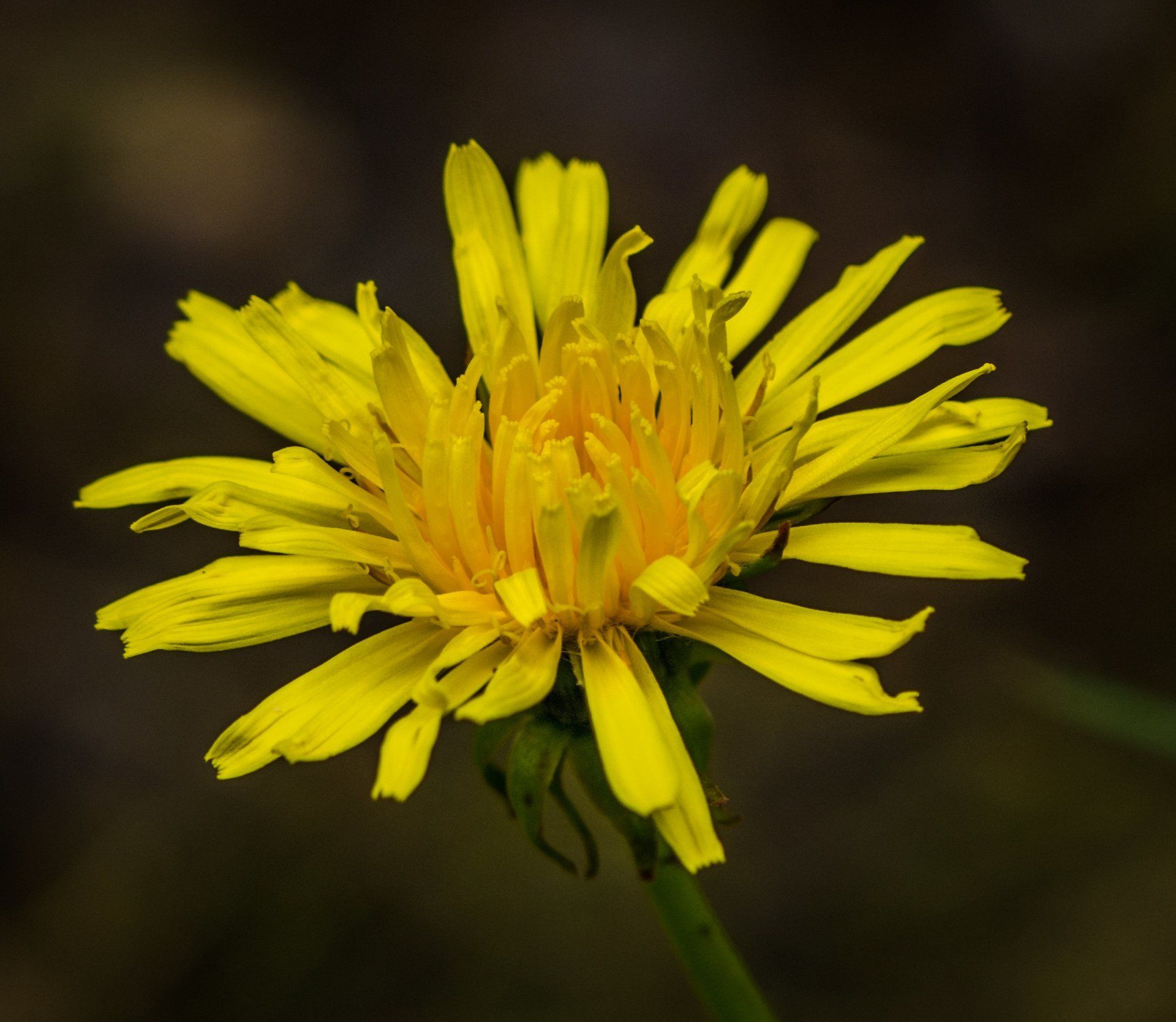 A close up of a yellow flower with a green stem