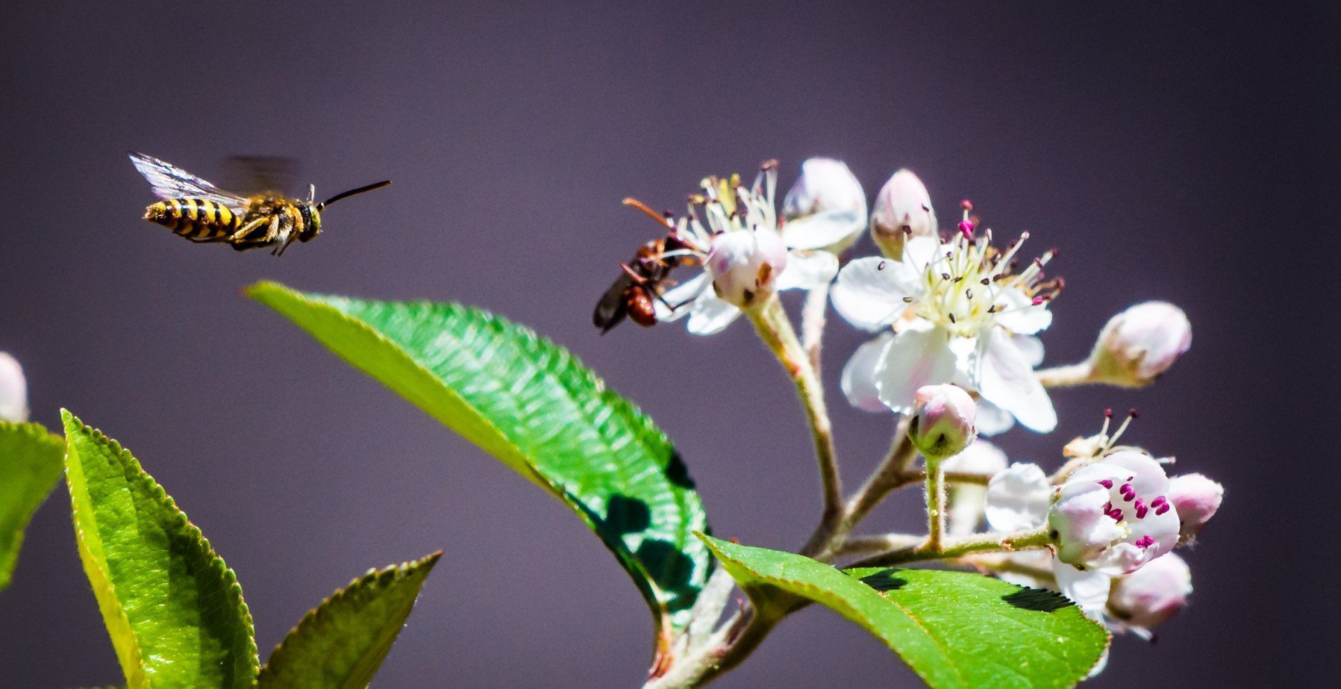 A wasp is flying over a flower with a green leaf.