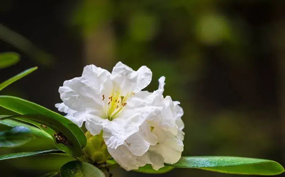 A close up of a white flower with a yellow center on a plant.
