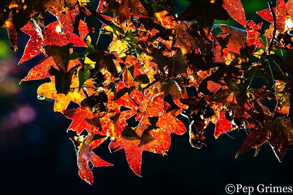 A close up of a tree branch with red and yellow leaves