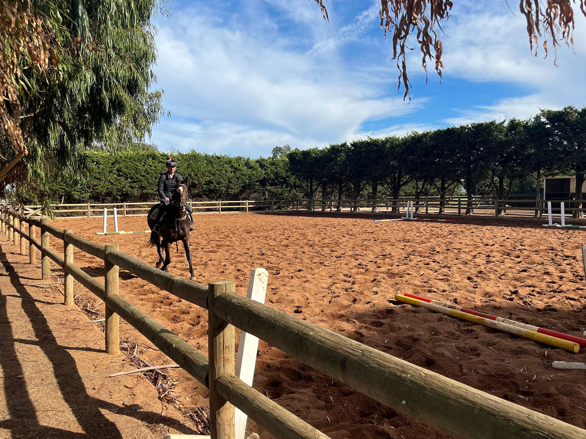 Horse in Training
