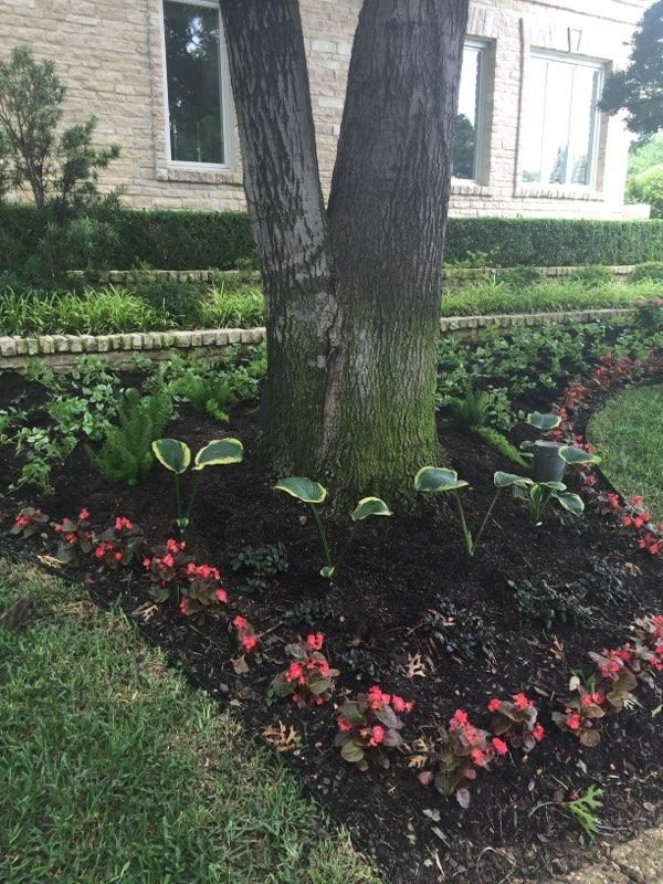 A tree with a landscaped garden bed. Red flowers border dark mulch with green plants and a brick home background.